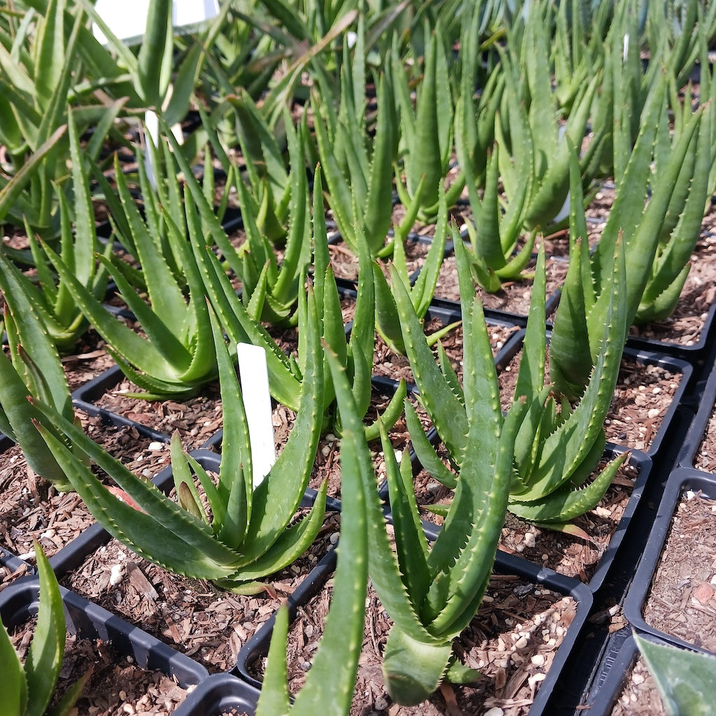 Aloe Safari Rose