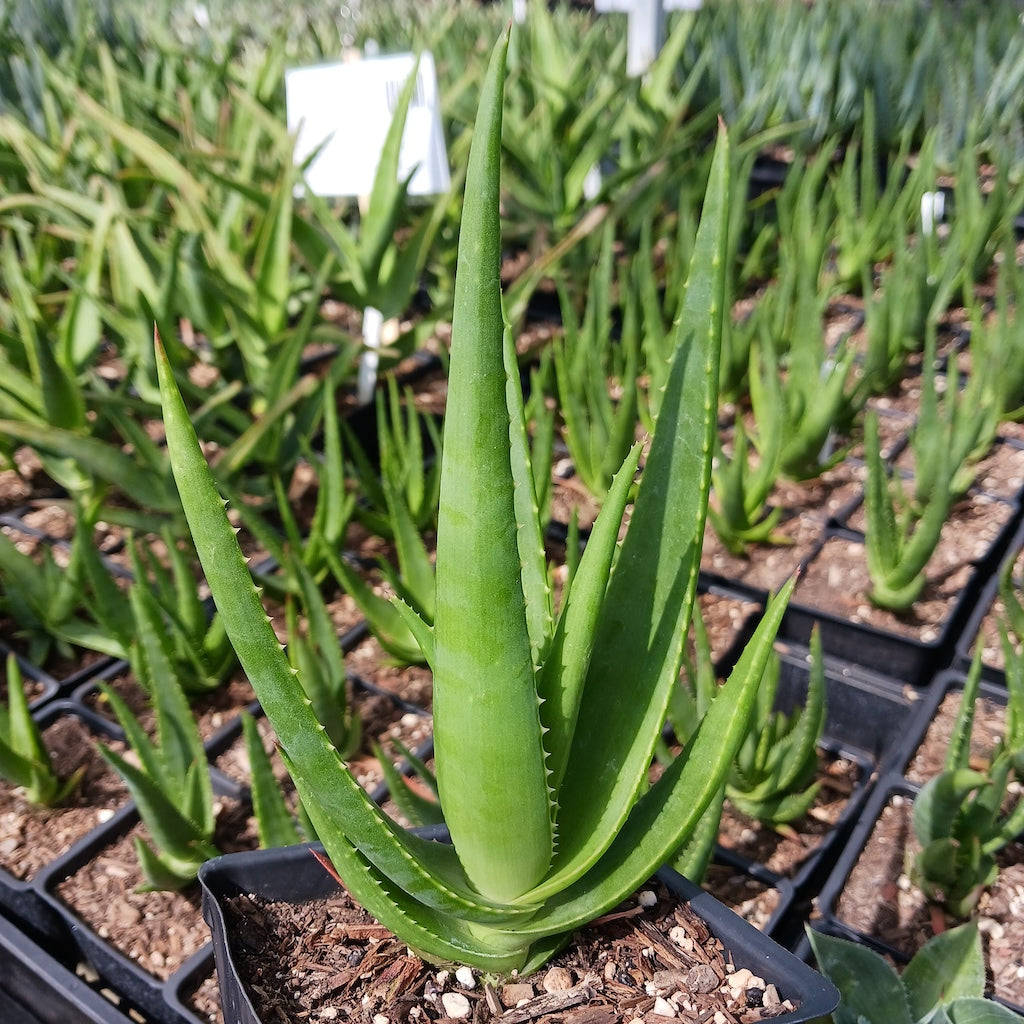 Aloe Safari Rose - 4in – dryoasisplants