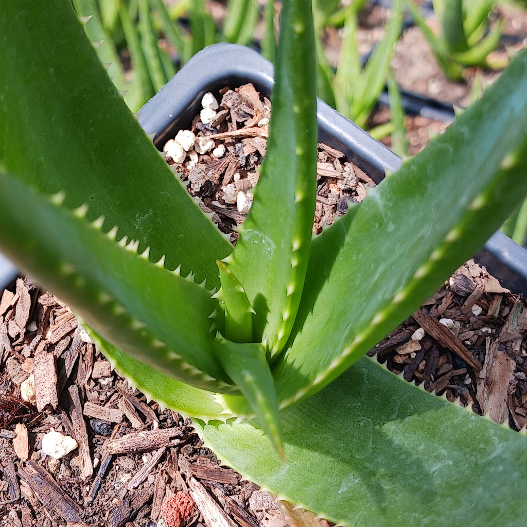 Aloe Safari Rose