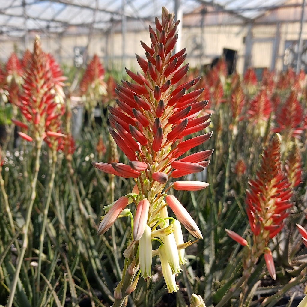 Aloe "Safari Sunrise" flower