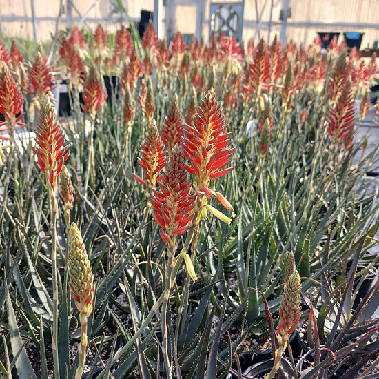 Many Aloe 
