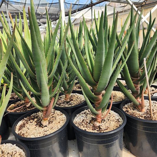 Aloe Samson in 3ga container