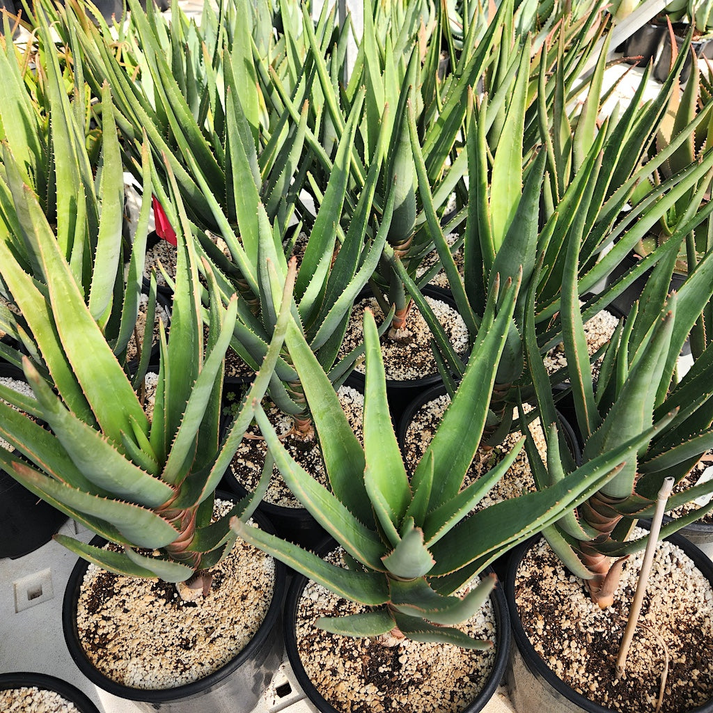 Aloe Samson in 3ga container