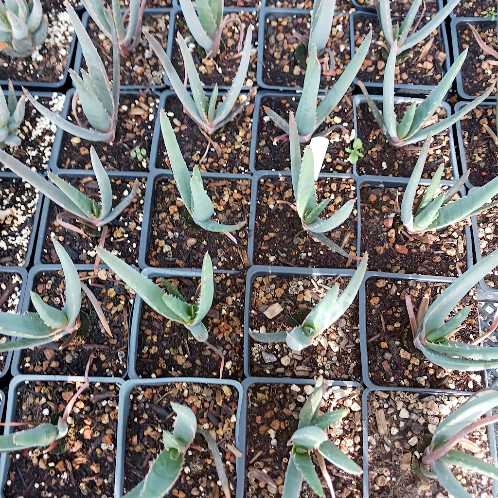 Aloe "Samson" - 4in