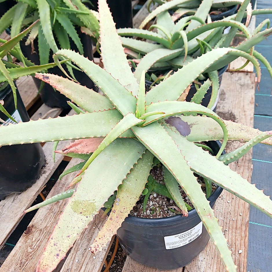 Aloes, Agave, Cacti and more for your garden – dryoasisplants