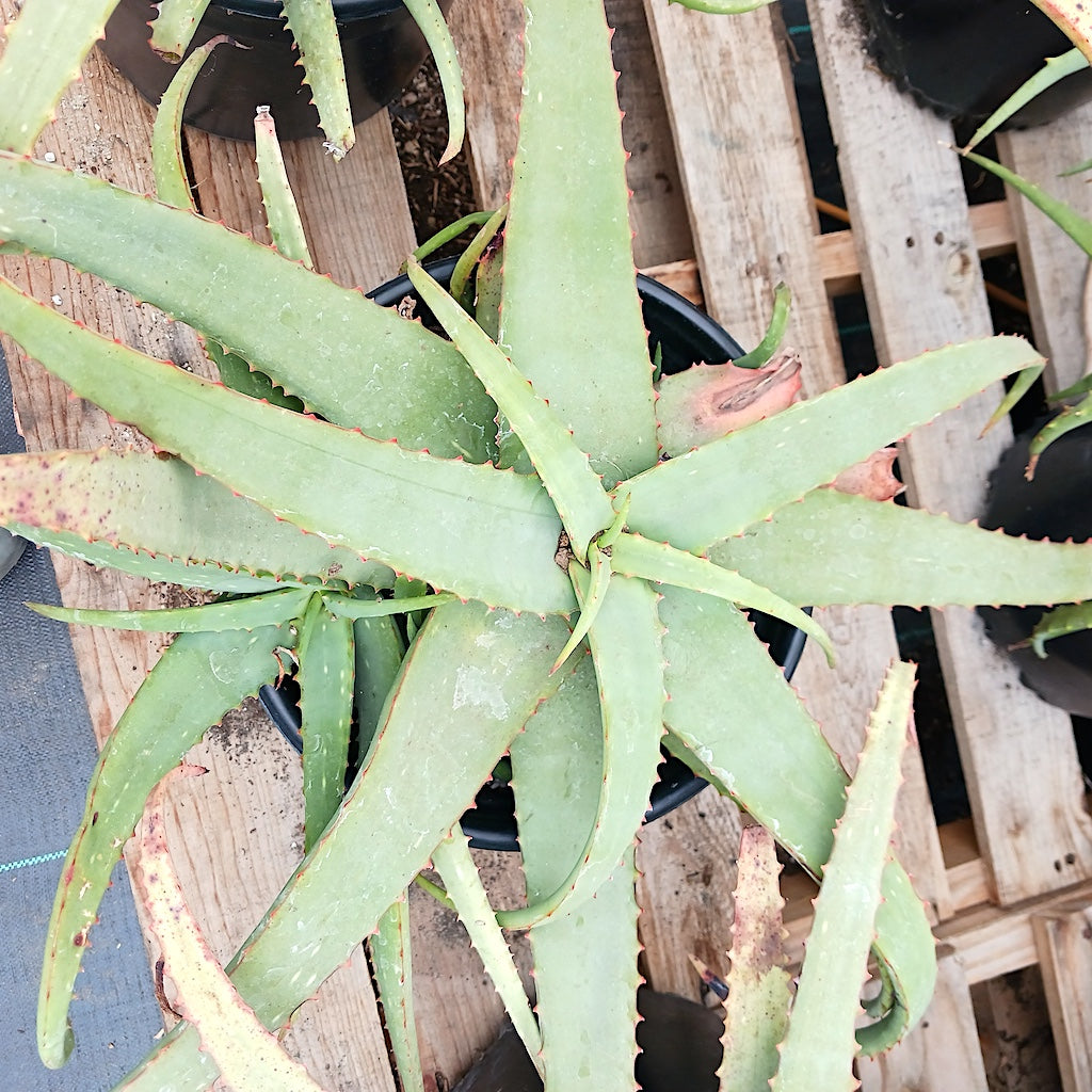 Aloe schelpei