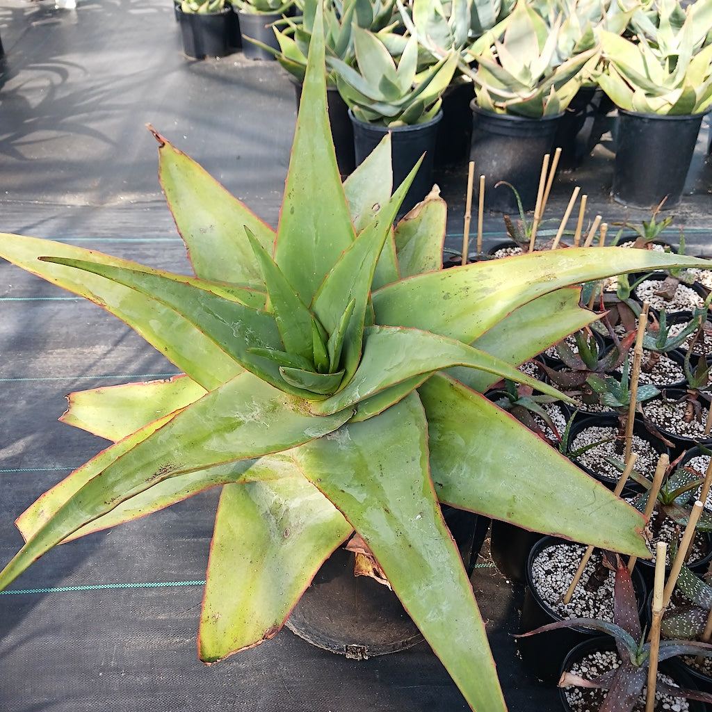 Aloe schoelleri