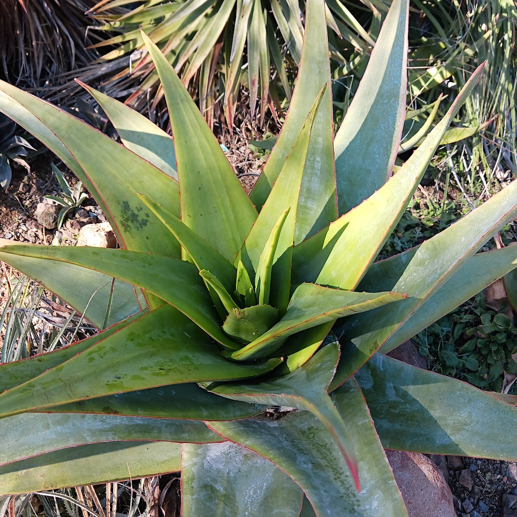 Aloe schoelleri at the Ruth Bancroft Garden