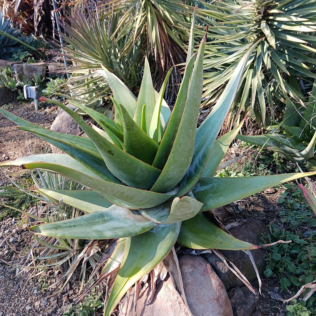 Aloe schoelleri at the Ruth Bancroft Garden