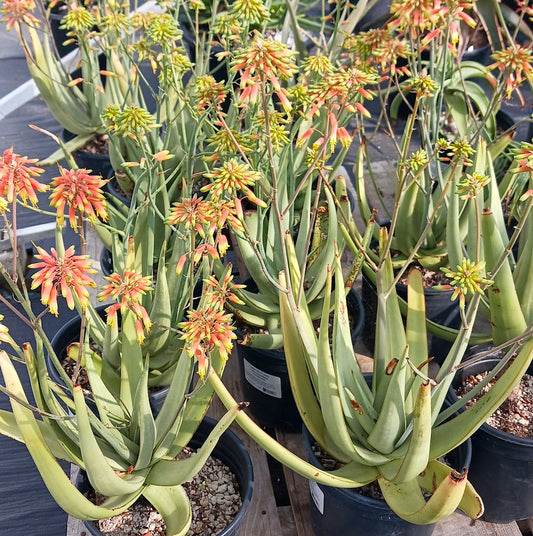 Aloe scobinifolia