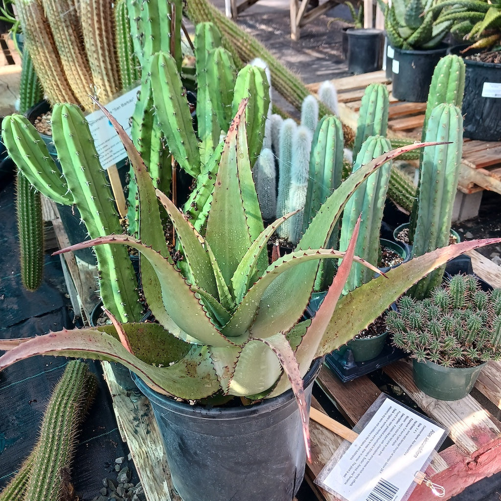 Aloe secundiflora