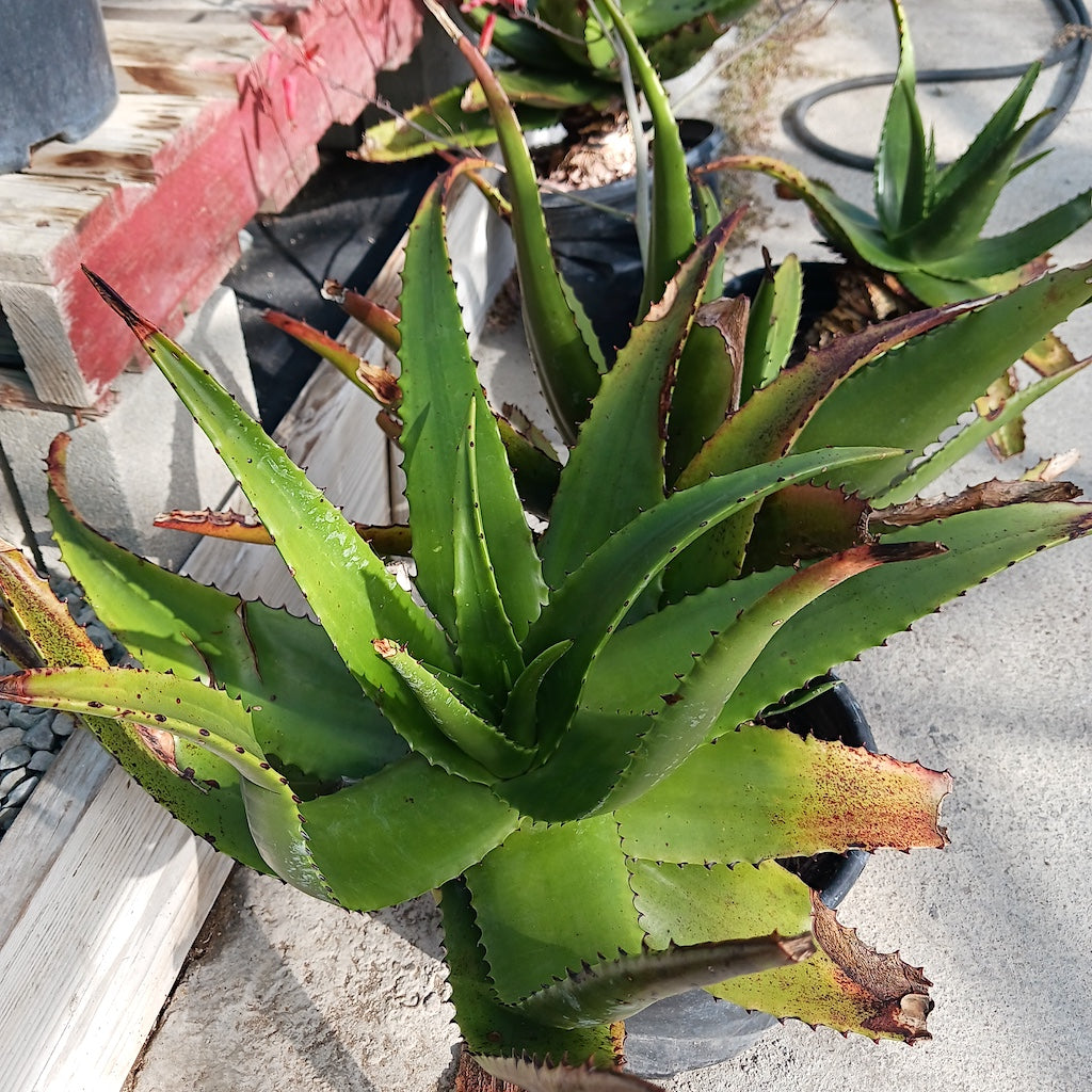 Aloe secundiflora