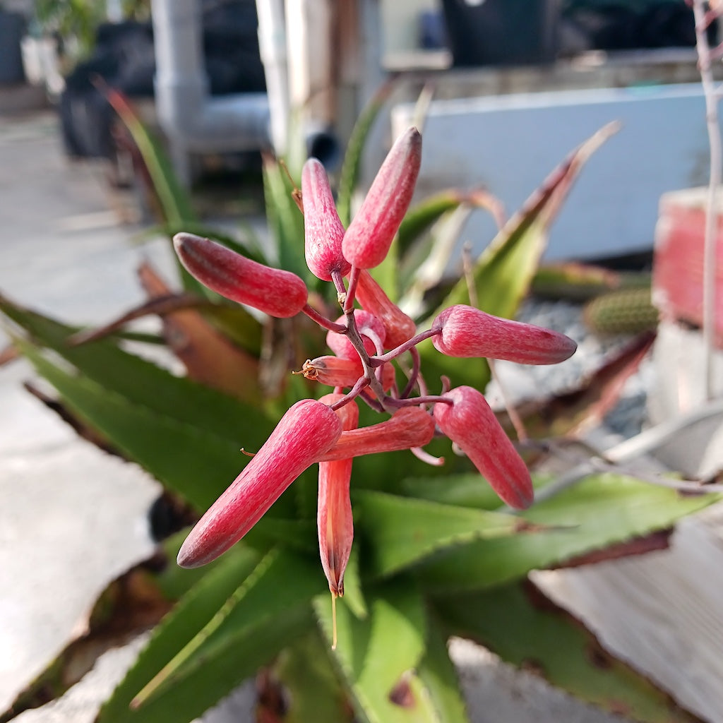 aloe secundiflora flower