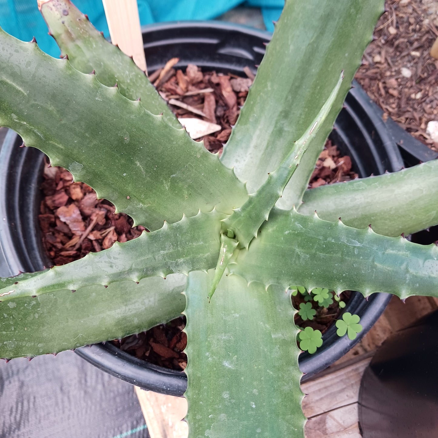 Aloe secundiflora - 5ga