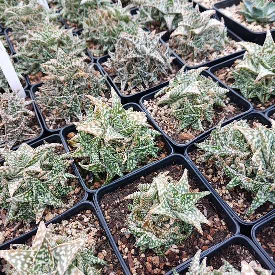 Aloe 'Snowstorm'
