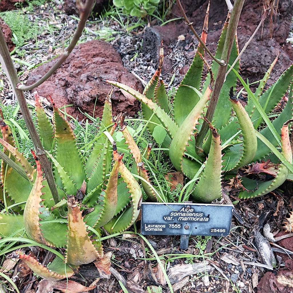Aloe somaliensis var marmorata