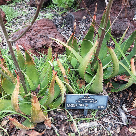 Aloe somaliensis var marmorata