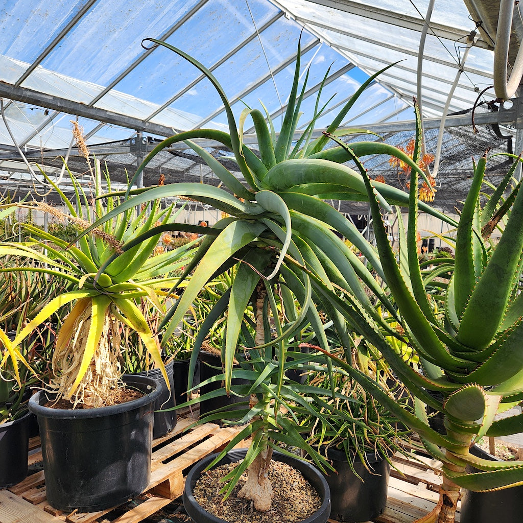 Aloe speciosa