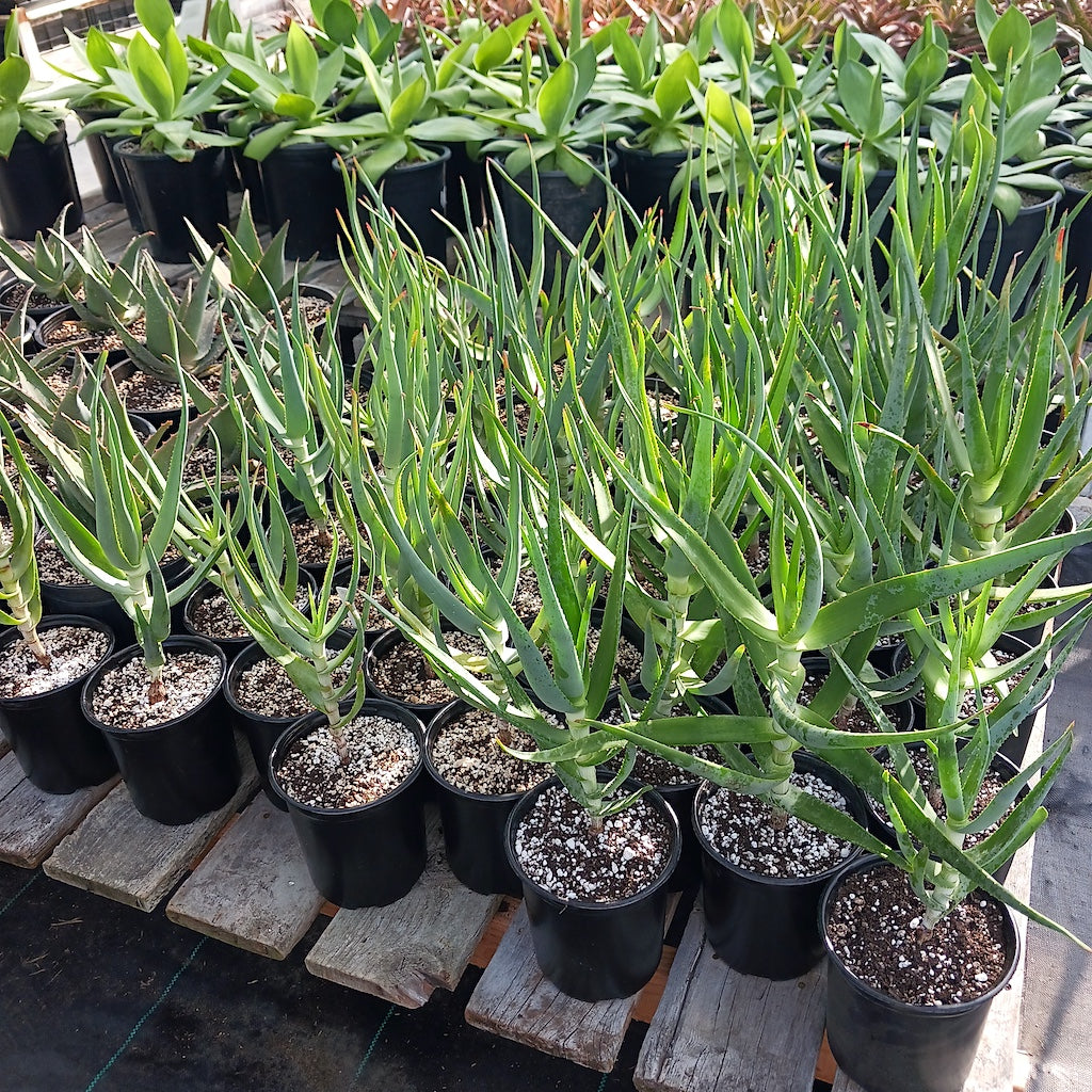Aloe speciosa in 1ga containers