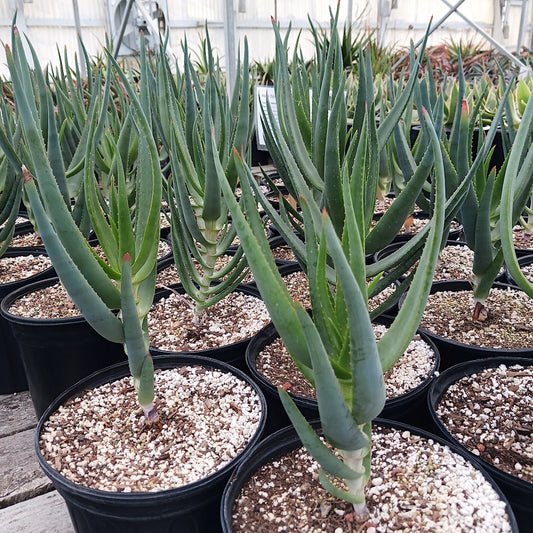 Many Aloe speciosa in 2ga pots