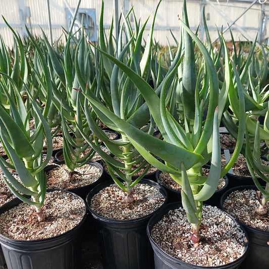 Aloe speciosa - 2ga