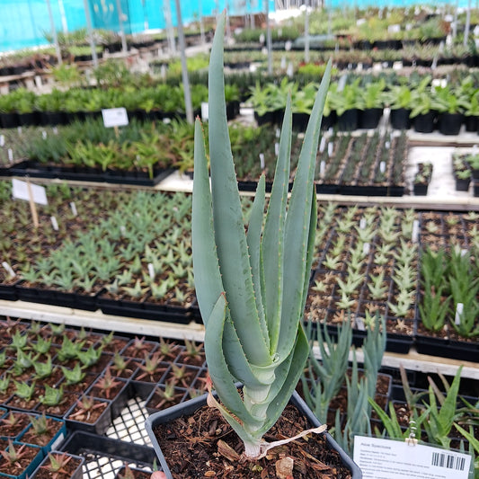 Aloe speciosa