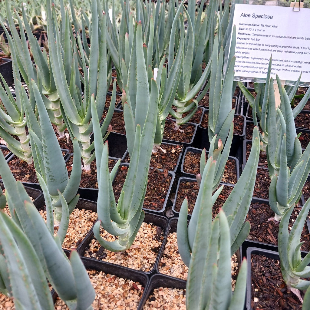 Several young Aloe speciosa