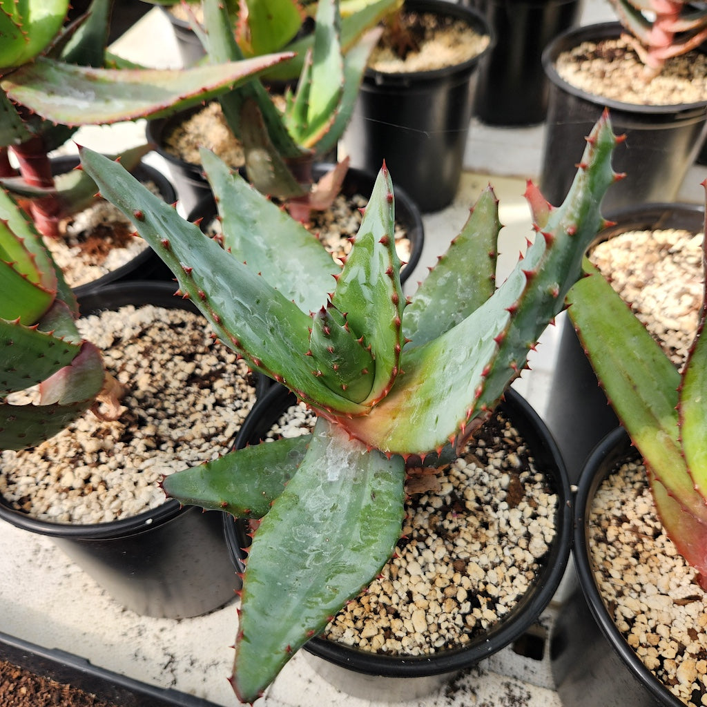Aloe spectabilis