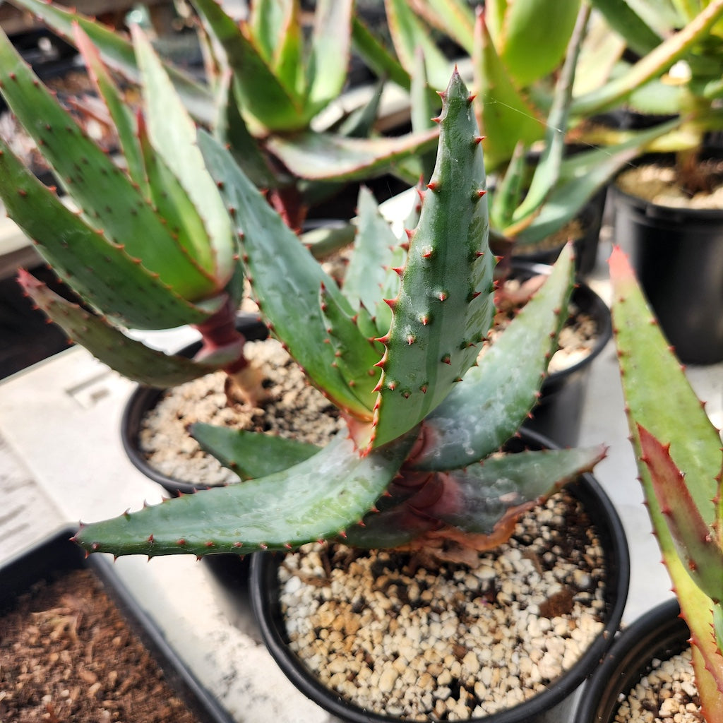 Aloe spectabilis