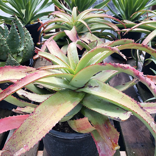 Aloe spicata - 5ga