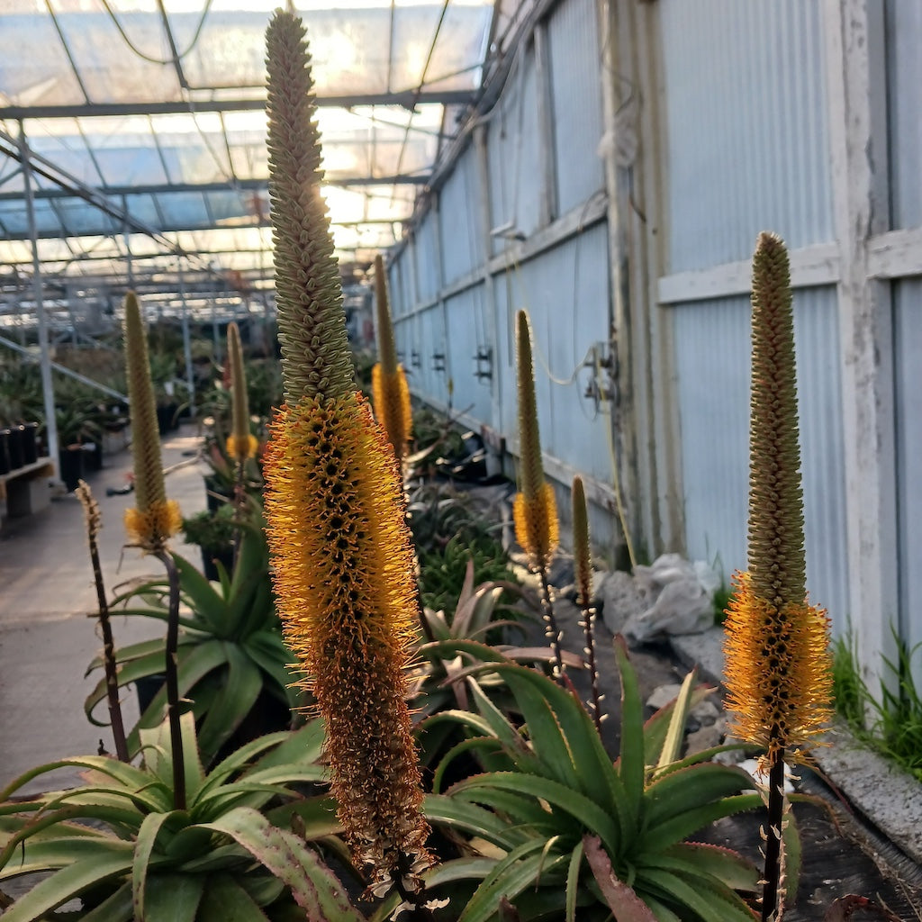 Aloe spicata in flower