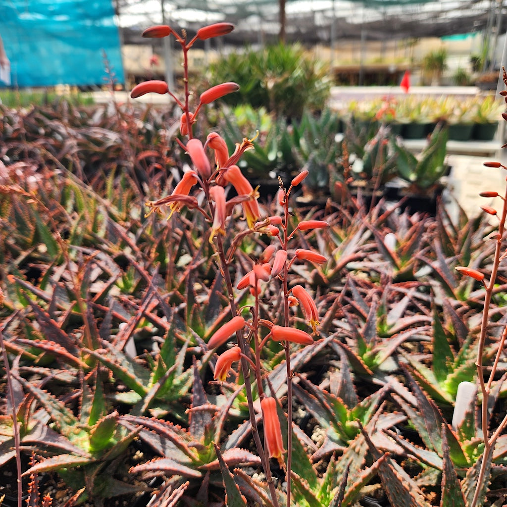 Aloe "Stingray" flower