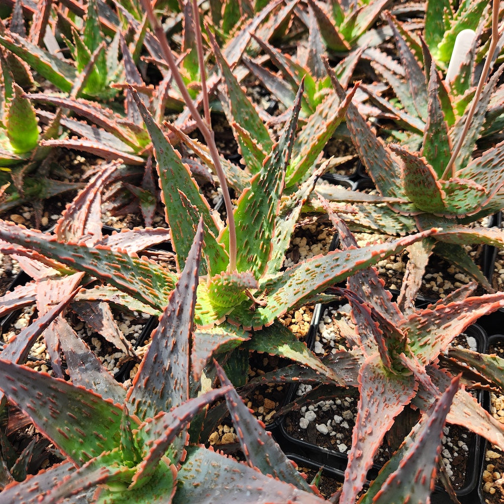 Aloe "Stingray"
