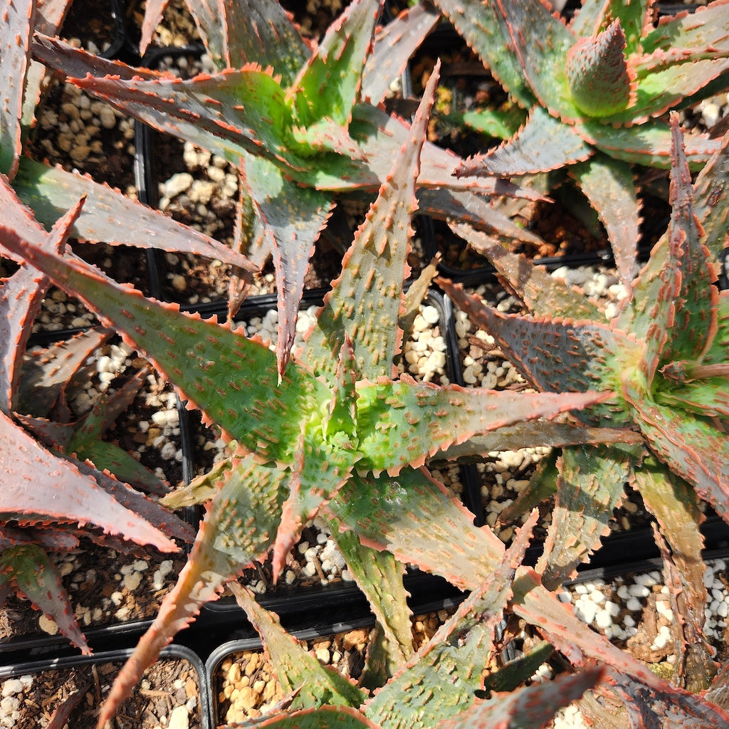 Aloe "Stingray"
