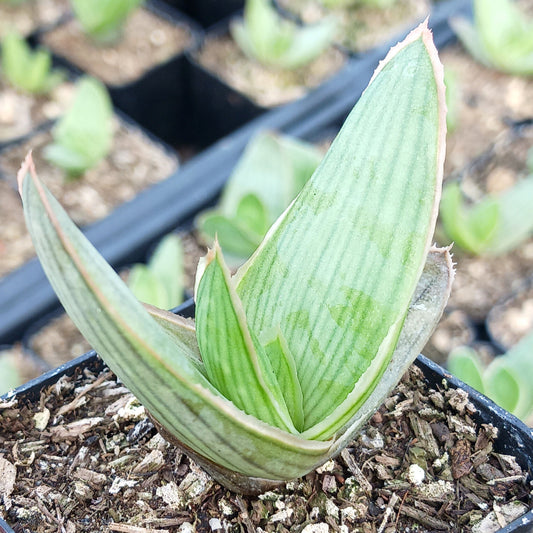 young Aloe striata in 2 inch container