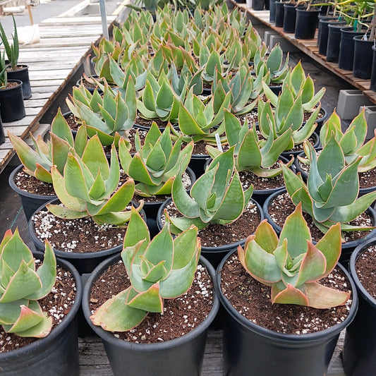 Several Aloe striata in 5ga nursery containers