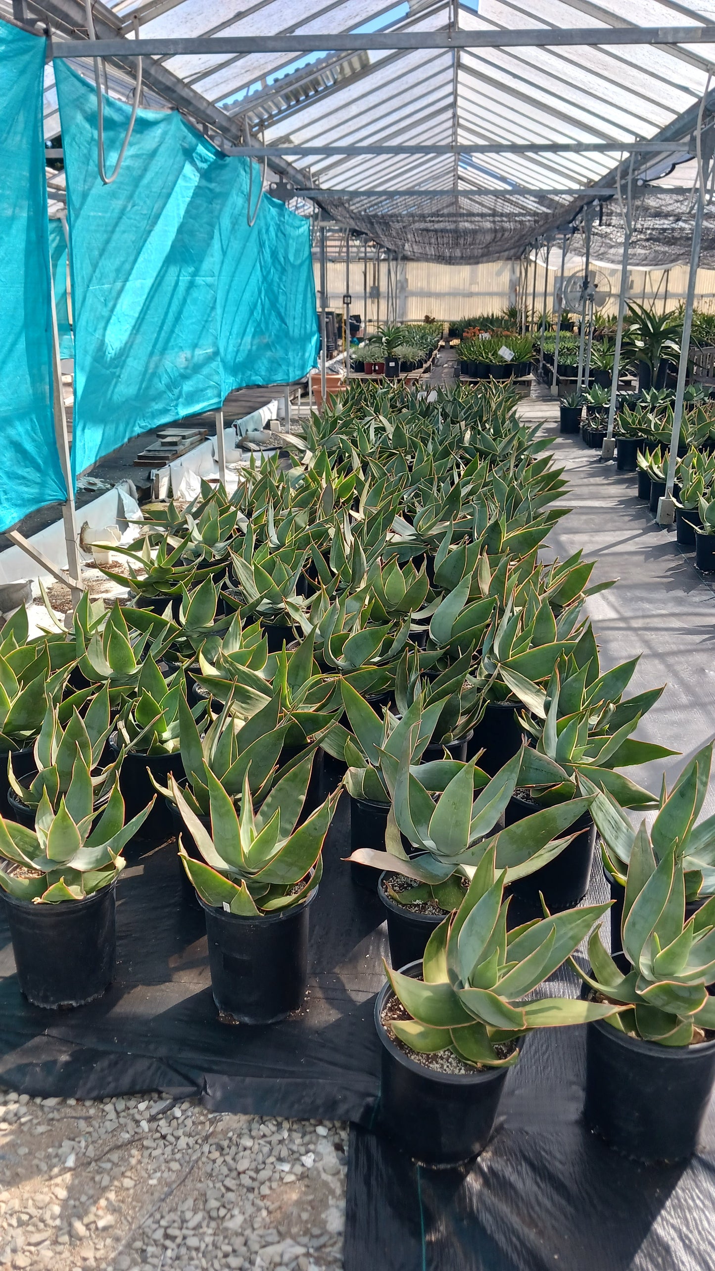 Many 5ga Aloe striata in a Greenhouse
