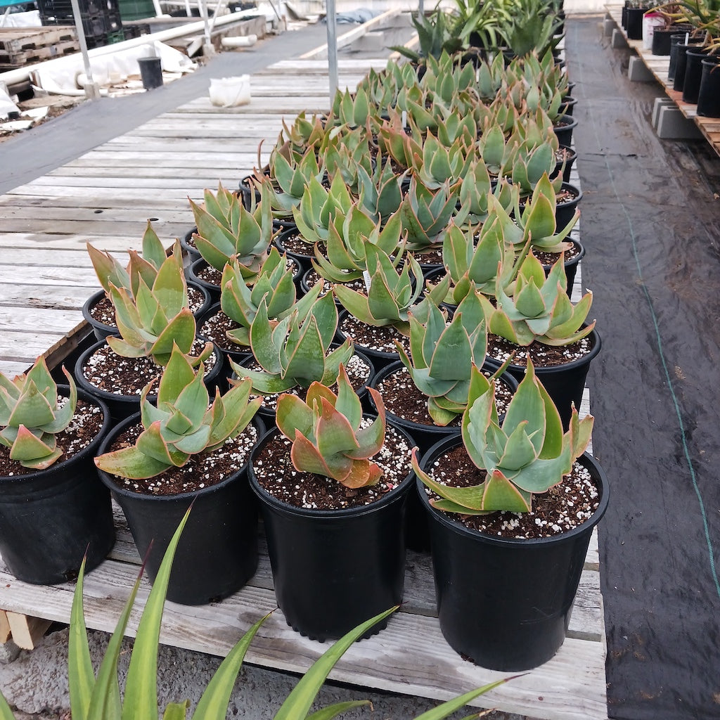 Aloe striata in 5ga containers