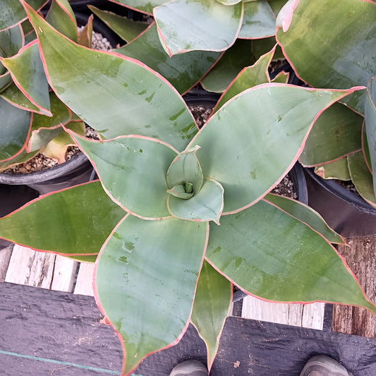 To view of Aloe striata in 5ga pot