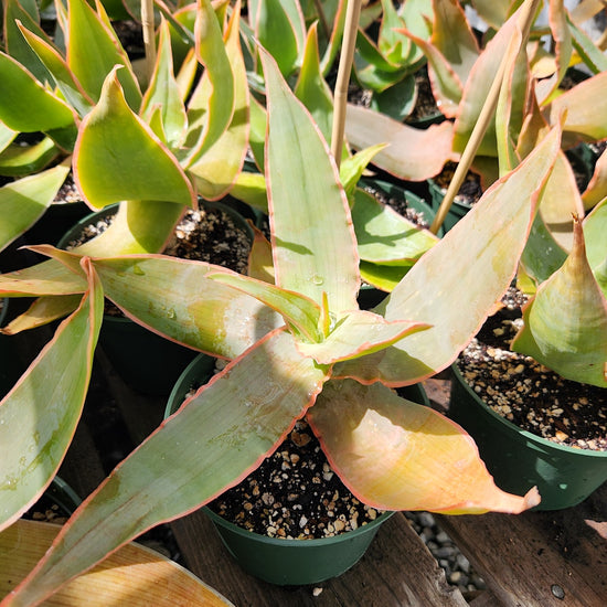 Aloe striata
