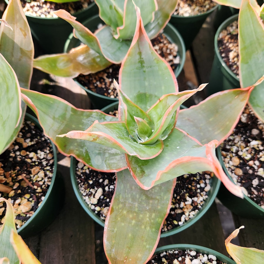 Aloe striata