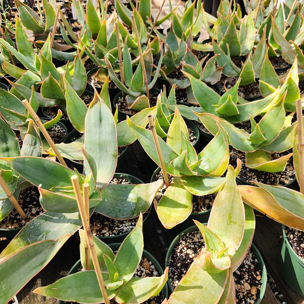Aloe striata