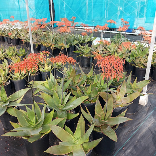 Aloe striata in bloom