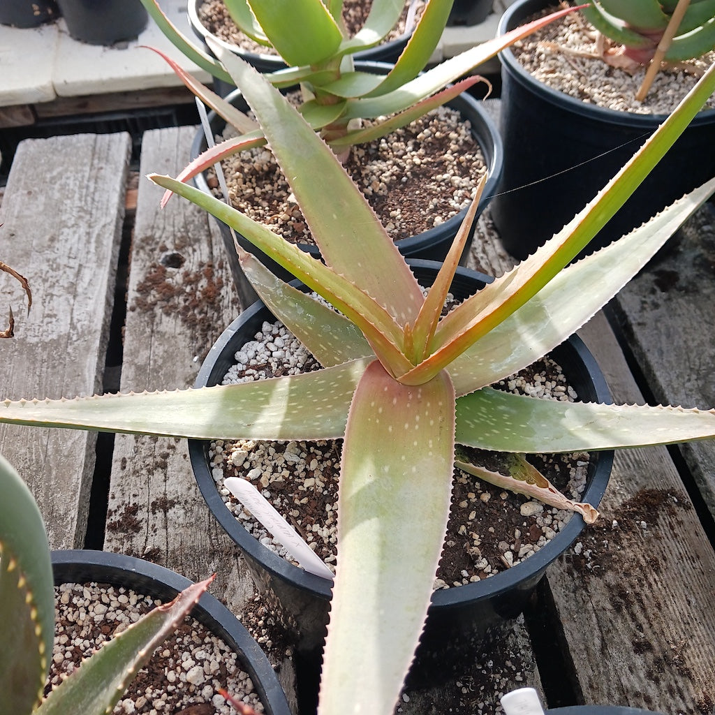 Aloe striata open cross