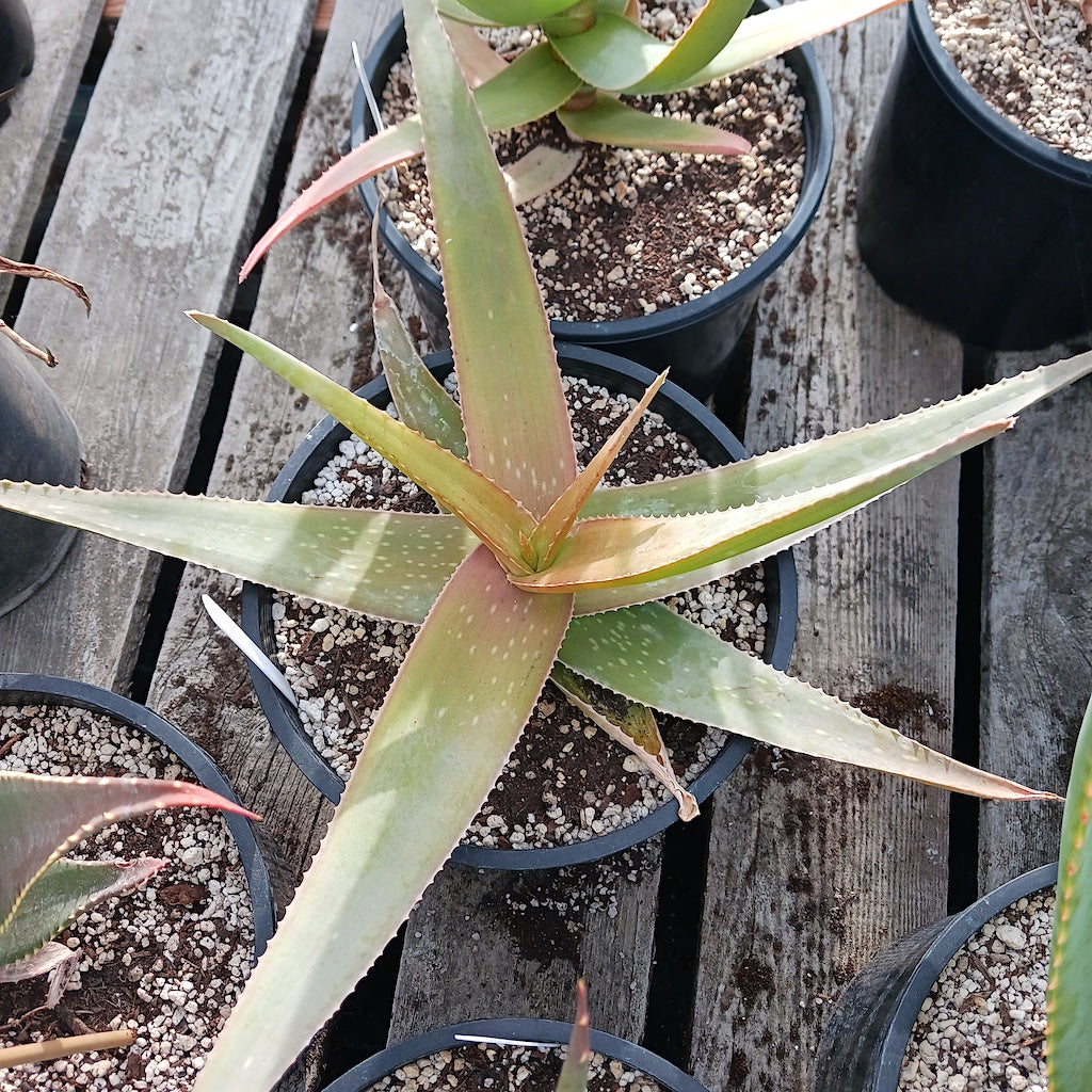 Aloe striata open cross