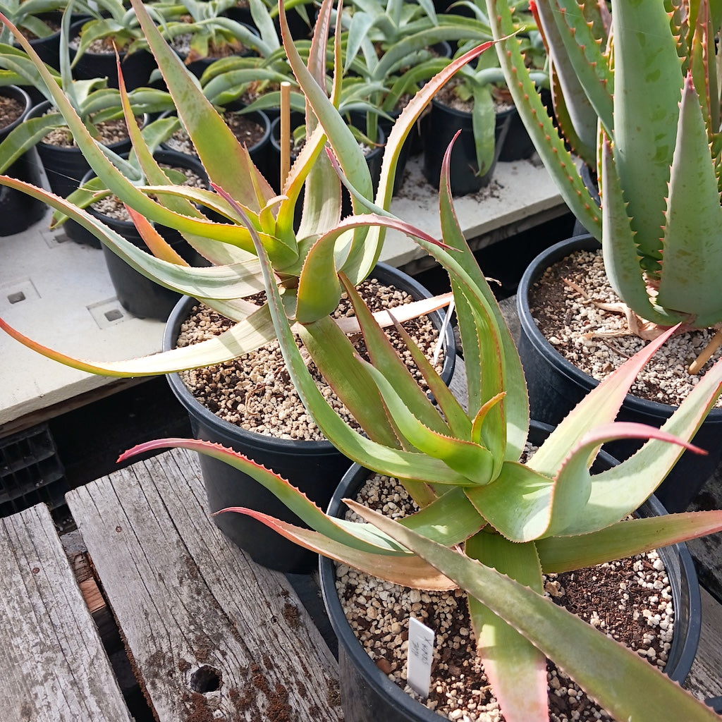 Aloe striata open cross #2
