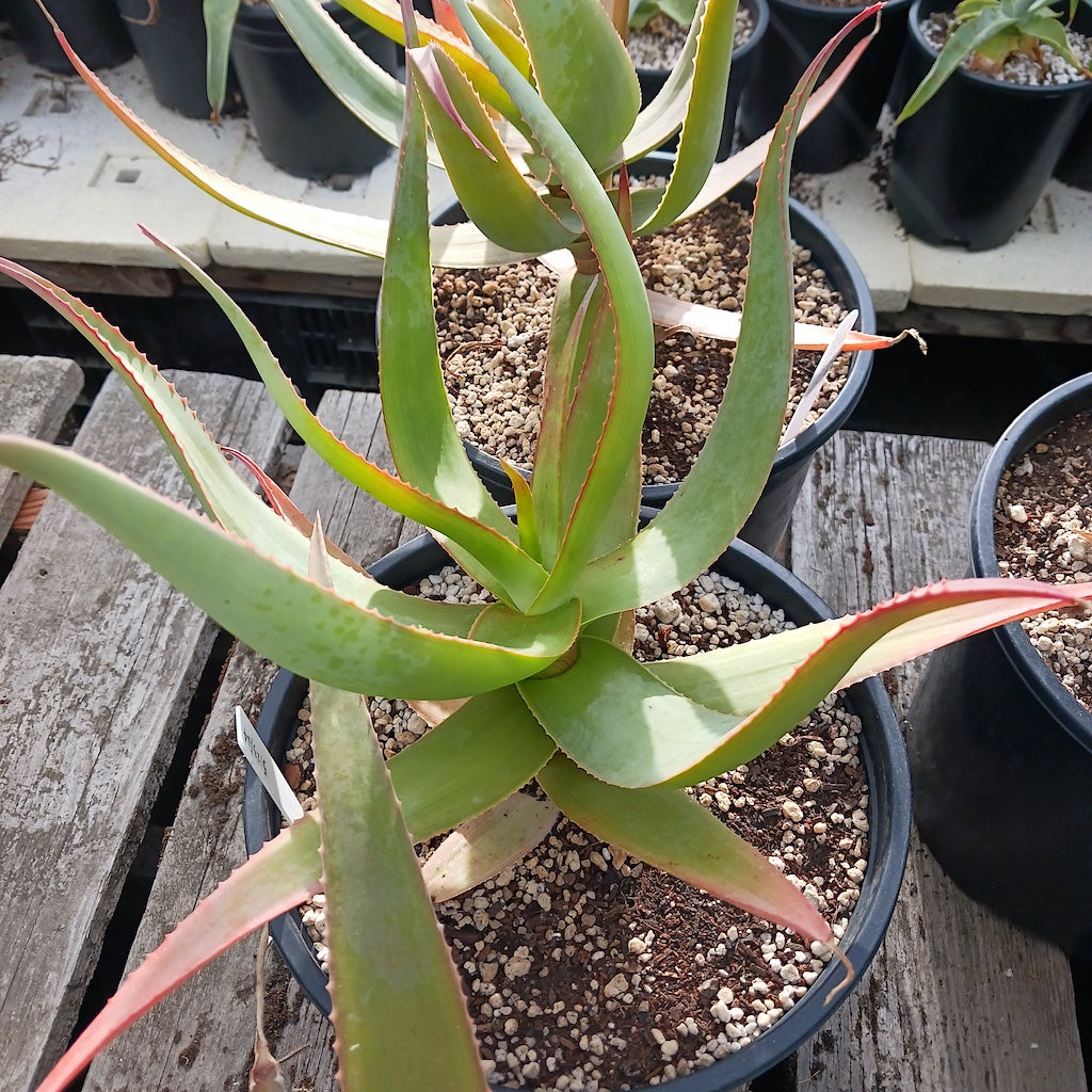 Aloe striata open cross #2