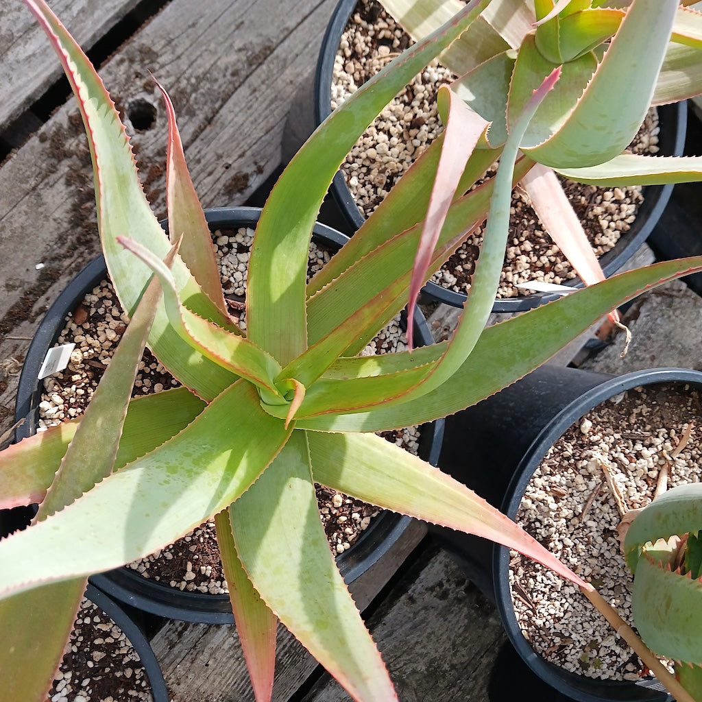 Aloe striata open cross #2