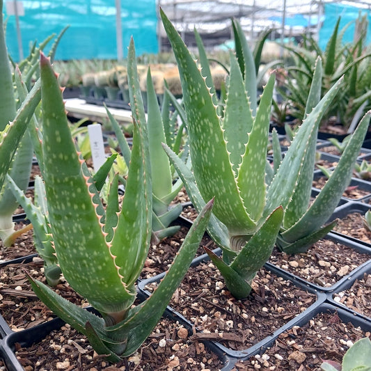 Aloe striata x Aloe dawei