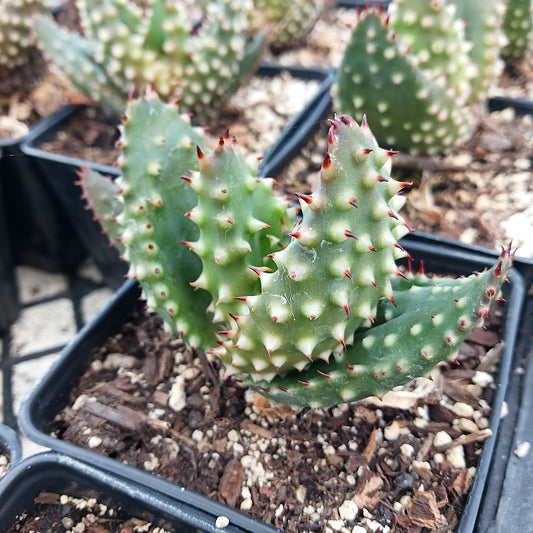 Aloe aculeata "Super Spiney"